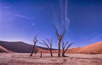 withered, tree, center, desert, blue, white, cloudy, sky, daytime, mountain, highland