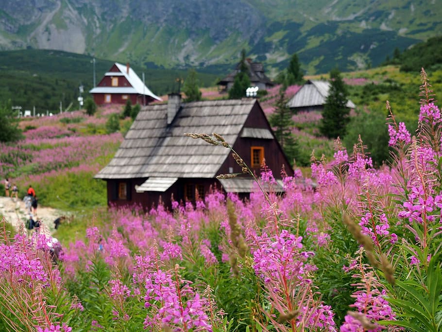 tatry, hala gąsienicowa, národního parku, Příroda, vysoké tatry, polské tatry, krajina, mládí, sílu hor, stezka, horské borovice
