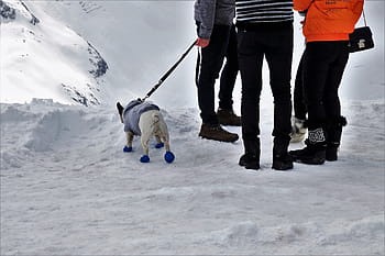 犬、 会話、 ひもにつないで、 靴、 ジャケット、 ズボン、 足、 雪、 冬、 氷、 人