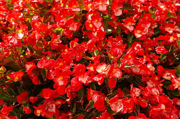 얼음, 베고니아, 꽃들, 플로라, 아이스 베고니아, 빨간, 바이올린, 베 고니아 semperflorens cultorum, 베 고니 아 semperflorens 하이브리드, 신의 눈, 베고니아 잎 식물