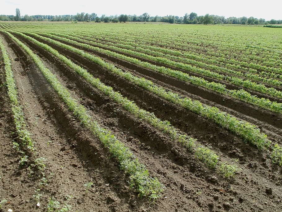 farmě během dne, pole, mrkev, jídlo, zeleniny, zdravý, čerstvý, zelená, výživa, organický, přírodní