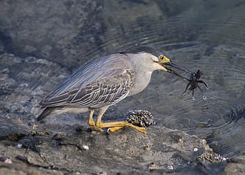 Heron, Crab, Bird, Wildlife, Beak, nature, mangroves, waterbird, eating, feathers, prey