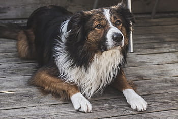 long-haired, tan, white, black, dog, floor, puppy, animal, cute, pet, fur