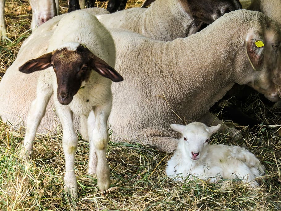Sheep, Lamb, Birth, Wool, Pasture, young, livestock, domestic animals, young animal, animal themes, cow