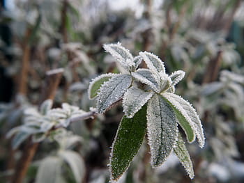 brina, le foglie, pianta, vicino, inverno, natura, sfondo, freddo, albero, deposizione di ghiaccio, orario invernale