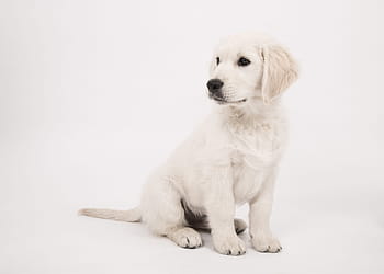 luce, d'oro, cucciolo di retriever, si siede, pavimento, presa, foto, cane, Golden retriever, cucciolo, cane di razza