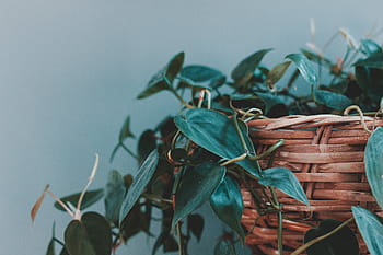 avvicinamento, verde, leafed, pianta, le foglie, vaso di fiori, pentola, vaso, cestino, giorno, nessuno