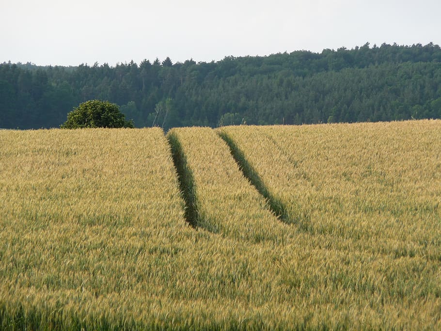 Příroda, krajina, letní, sklizeň obilí