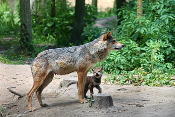 Wilk, szczeniak, rodzina, młode zwierzę, zapora, canis lupus, młody, dziecko wilka, rodzina wilków, Natura, ssak