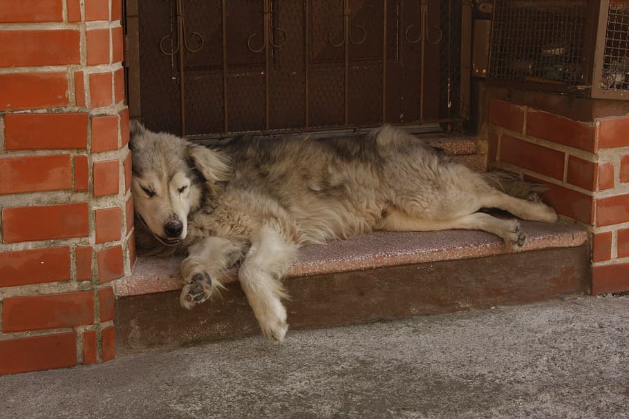 dog, lying, laziness, dog lying, tiredness
