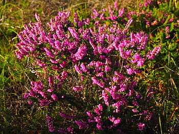 الخلنج،  هايد،  زهور،  زهري،  calluna الشائع،  كالونا،  خلنج أخضر،  ericaceae،  هيثلاند،  شجيرة قزم