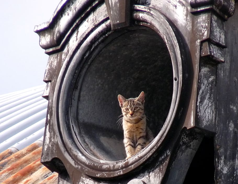 cat, roof, house, architecture, building, roofs, animal, sit, attention, mood, housetop