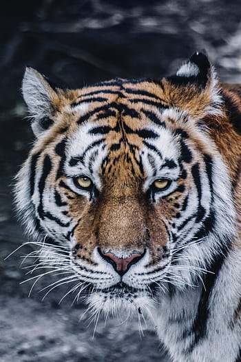 schwarz, braun, bengalischer Tiger, Tier, große Katze, Nahansicht, katzenartig, Raubtier, Tiger, wilde Katze, Tierwelt