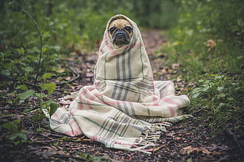 shallow, focus photography, fawn pug, wrapped, white, textile, pug, dog, pet, animal, puppy