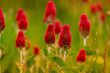 red, petaled flowers, daytimne, klee, rose clover, trifolium incarnatum, meadow, clover flower, four leaf clover, plant, legume