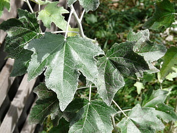 list, zelená, zblízka, populus alba, strom, topol, bílý topol, pasoucí se skleník, salicaceae