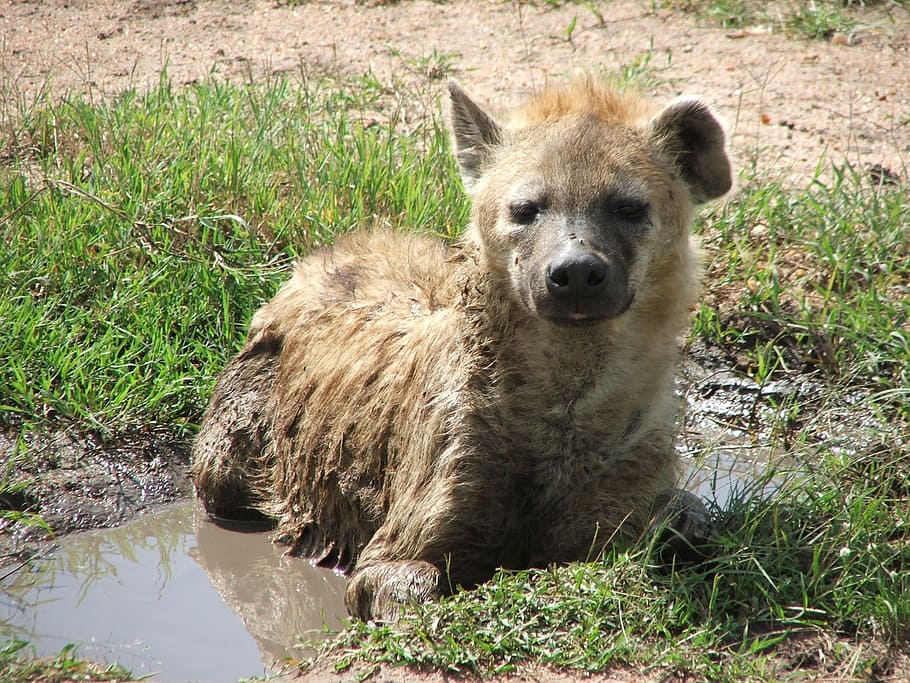hyena, africa, water hole, wallow, wildlife, animal, wild, spotted, mammal, safari, scavenger