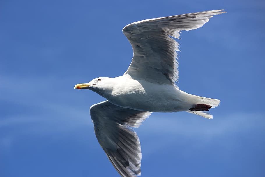 seagull, fly, seattle