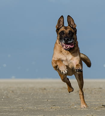 belgický ovčák pes, malinois, běžící pes, schäfer pes, Pozor, pláž, výraz, mužský, zvíře, domácí zvíře, Pes