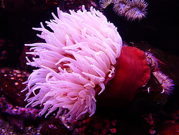 white, red, coral, sea anemone, anemone, water, sea, animal, creature, colorful, underwater