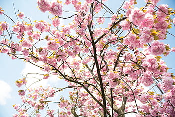 faible, photographie d'angle, rose, Cerise, les fleurs, fleur, arbre, bleu, ciel, pétales, Floraison