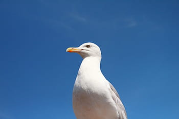 bianca, uccello, blu, cielo, avvicinamento, foto, gabbiano, animali, un animale, animali allo stato selvatico, fauna selvatica