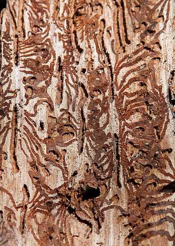 bark beetles, pest, waldsterben, texture, wood, pattern, wood worm, structure, forestry, chip away, damaged