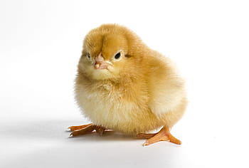 pulcino giallo, poco, carina, pollame, dama, Pasqua, pollo, uccello, animale, giovane, neonato