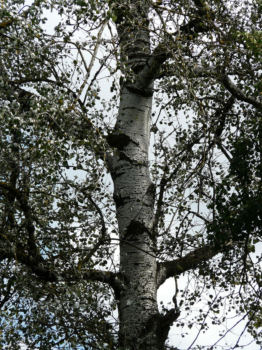 populus alba, log, bark, tree, poplar, white poplar, grazing greenhouse, salicaceae
