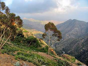Eritrea, bjerge, dal, landskab, Skov, træer, naturskøn, landskabet, natur, uden for, himmel
