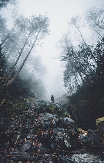 person, standing, top, cliff, daytime, people, travel, adventure, woods, forest, mountain