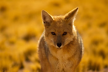 tiro, Volpe del deserto, avvicinamento, natura, animale, animali, naturale, selvaggio, mammifero, animali allo stato selvatico, carnivoro