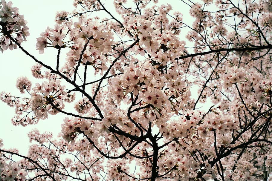 flowers, cherry blossom, spring, night, nature, spring flowers, white flower, sky, april, beauty, wood