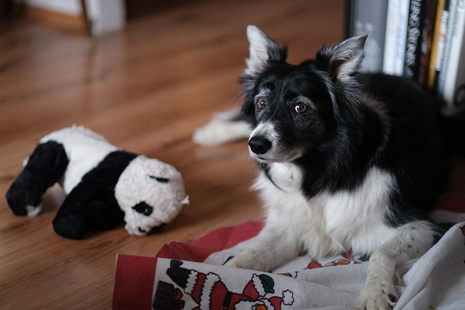 Pes, Borderská Collie, oči, zvíře, Černá, roztomilý, kolie, Černý a bílý, sladký, bílý, nos