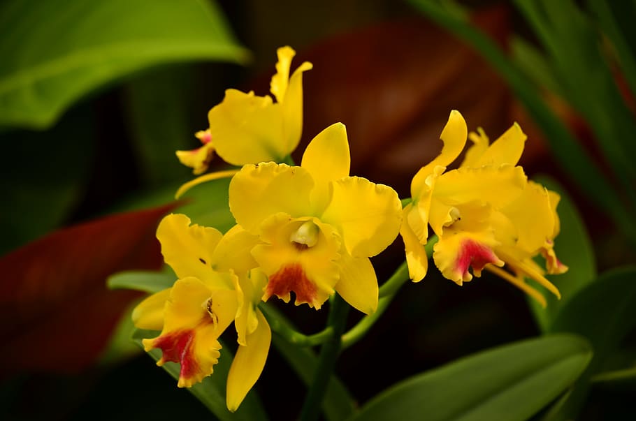 orchidee, Cymbidiums, fiori, esotico, tropicale, giallo, atlanta, botanico, giardini, delicato, tropici