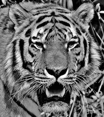 rozzlobený, tvář, tygr, dravec, srst, Krásná, nebezpečný, kočka, fotografování divoké zvěře, živočišného světa, tierpark hellabrunn
