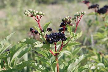 bobule, Černá, ebulus, zralý, sambucus, ovoce, rostlin