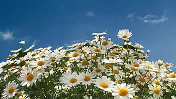 bílý, pole chamomiles, detailní, fotografie, bílá sedmikráska, květ, kopretina, leucanthemum vulgare, lucerna luční, trávník sedmikrásky, kompozitů