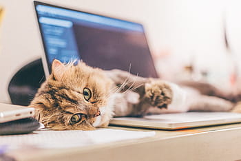 kitten, lying, macbook, Cat, Lie, Down, Cute, lie down, domestic cat, pets, one animal