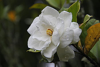white, gardenia flower, bloom, close, gardenia, floral, plant, natural, blossom, petal, botanical