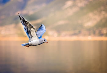 modrý, bílý, pták, létající, jezero, racek, letím, mořských ptáků, puffin, ptáků, vodní