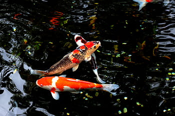 two koi fishes, water, fish, japan, carp, animal, freshwater, goldfish, swimming, yellow, orange
