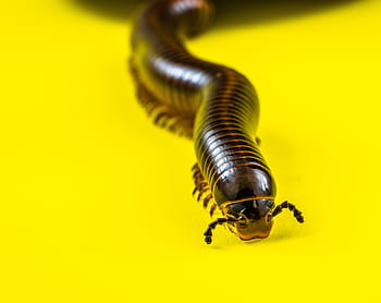 členovců, stonožky, obří tausendfüßer, obří stonožky, myriapoda, arthropoda, červ