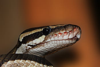 nero, Marrone, bianca, fotografia di close-up testa di serpente, serpente, pitone palla, python regius, bellezza, ballpyhton, mojave, capo