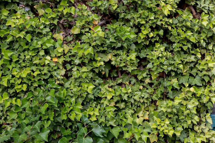 background, green, nature, pattern, texture, plant, light, leaves, romantic, light green, background image