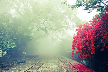road, red, wisteria flowers, alishan, independence hill, landscape, mist, rail, tree, railroad track, fog