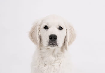 ライトクリーム、 ゴールデン、 レトリーバー子犬、 犬、 ゴールデンレトリーバー、 子犬、 純血種の犬、 かわいい、 ペット、 動物、 若い