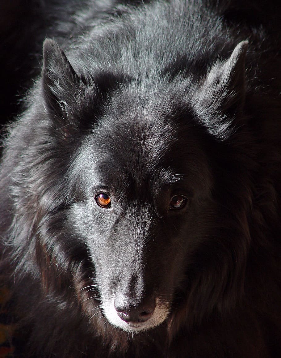 Dog, Reflection, Old, Wise, Belgian, animal, pets, purebred Dog, canine, mammal, black Color