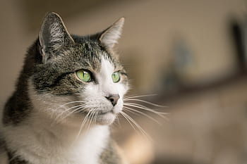 hus, katt, øyne, dyr, pels, kinnskjegg, portrett, feline, furry, myk, ører