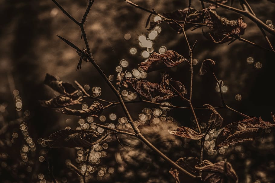 selective, focus photography, brown, leafed, plant, leaves, reflections, fall foliage, reflection, water, mirroring